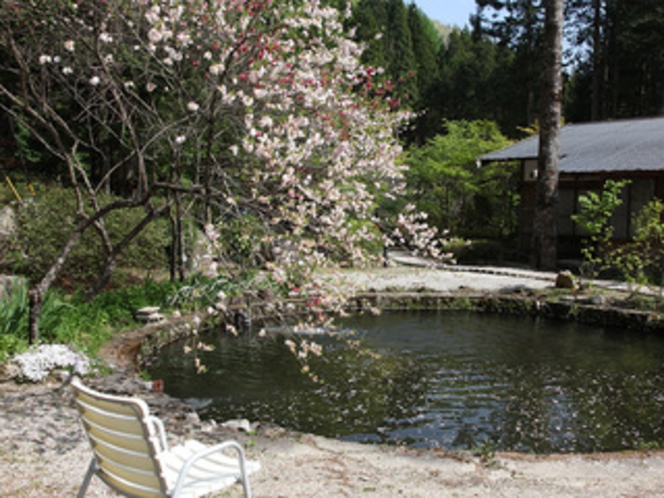 庭の池と花桃