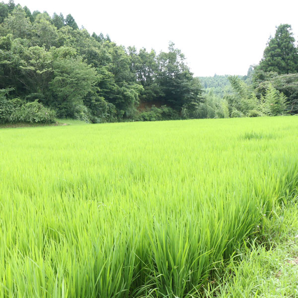 自家栽培のお米