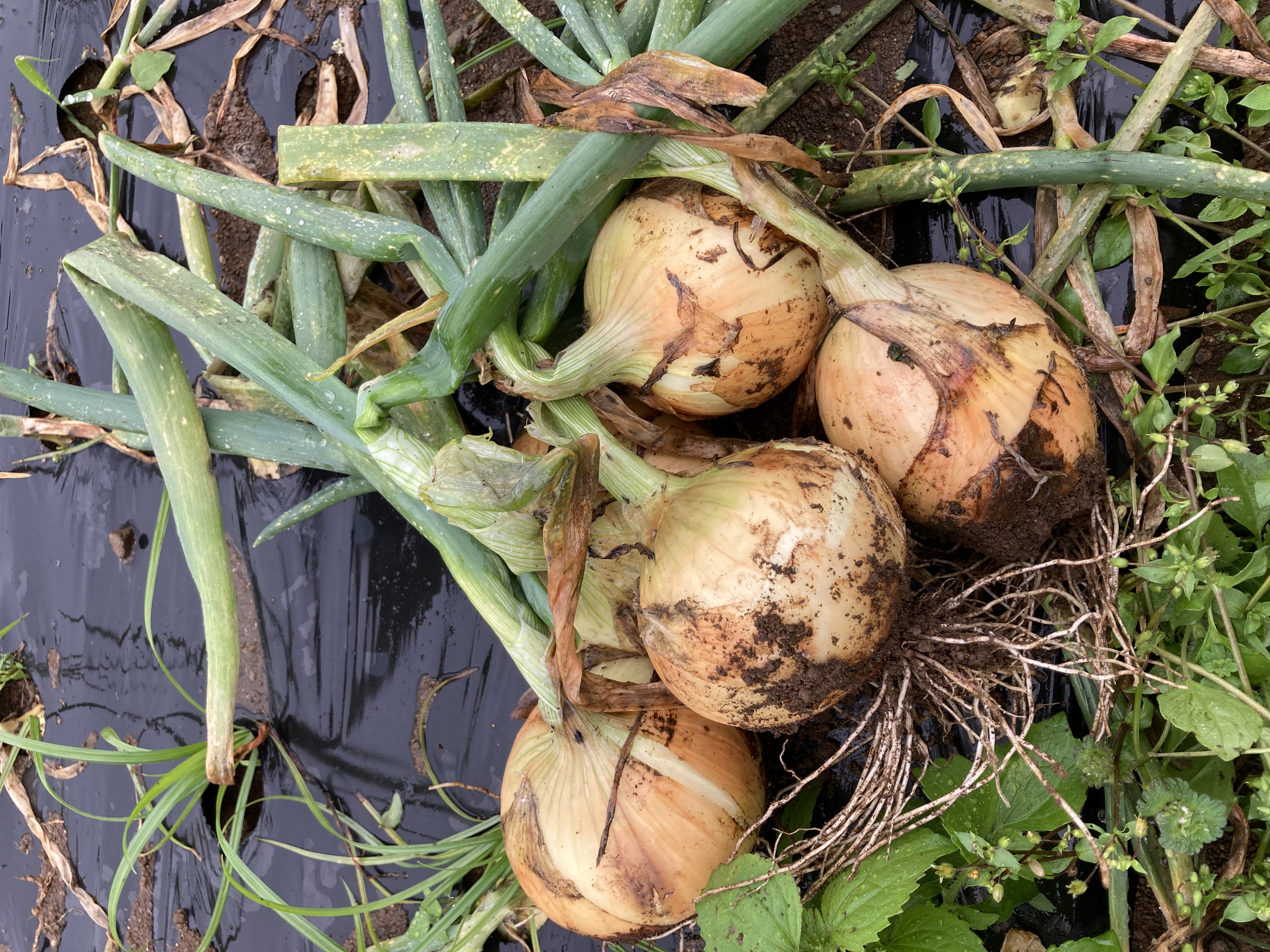 畑で採れた玉ねぎ