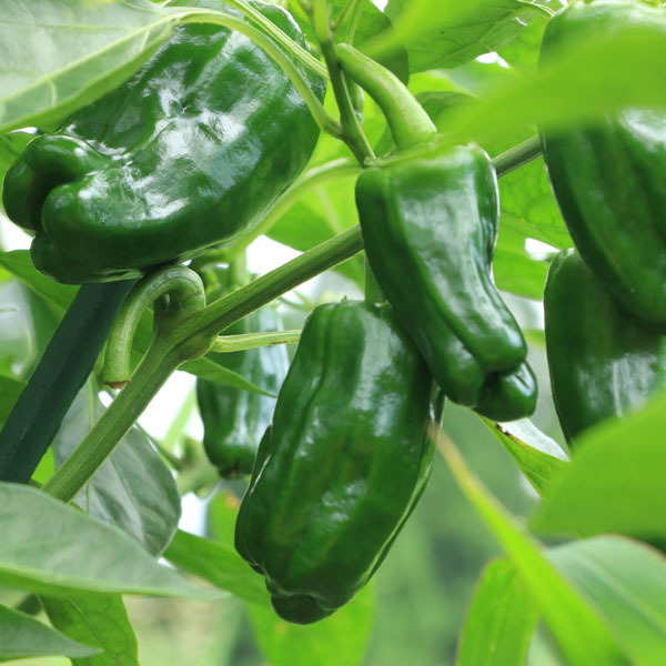 自家栽培のピーマン