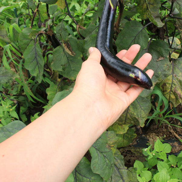 採れたてのナス