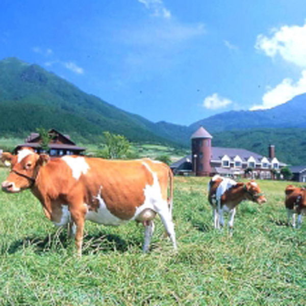 ガンジーファーム