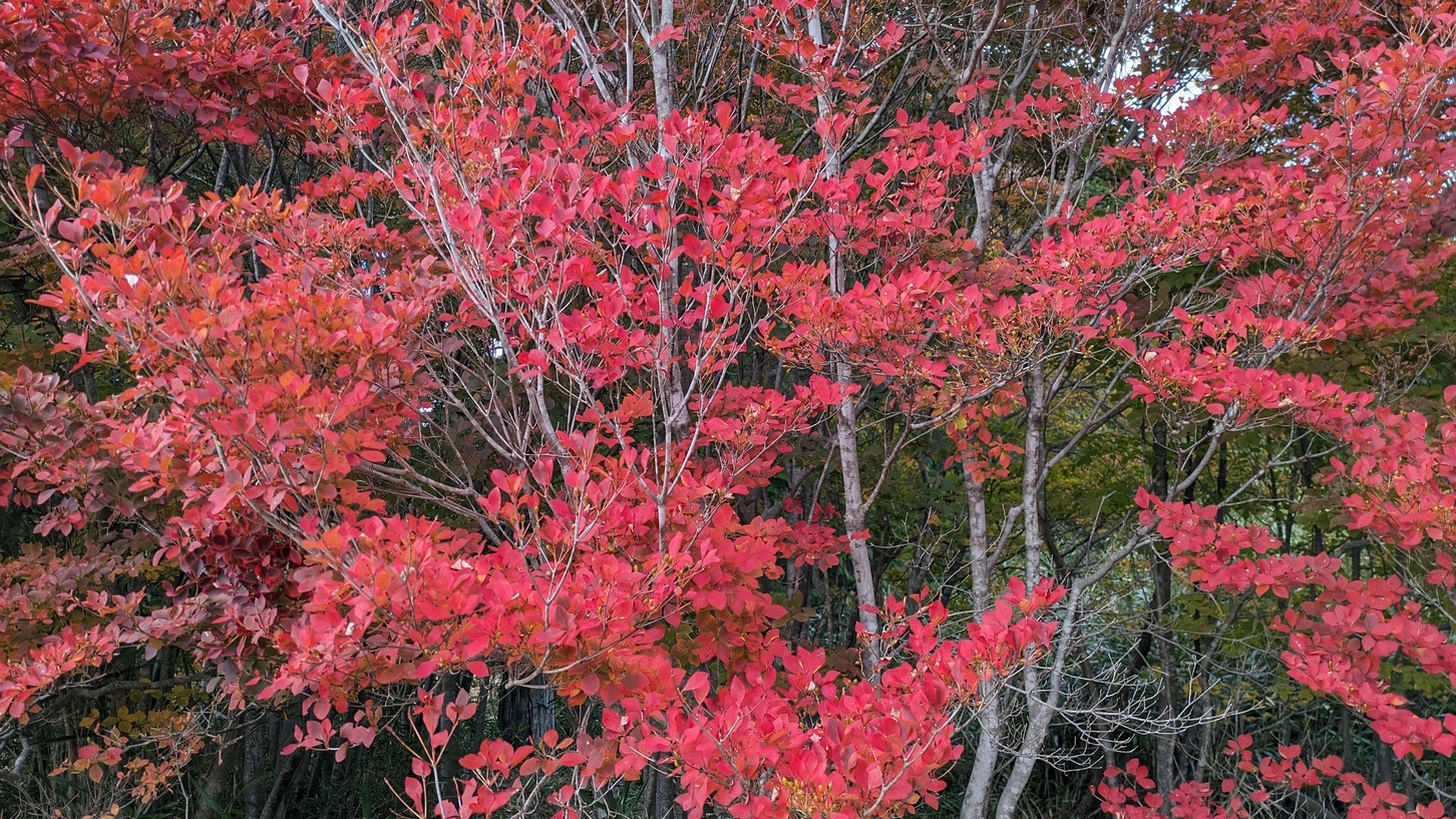 数千本のドウダンツツジが赤く染まる！喧騒忘れる紅葉プラン★ - １泊２食付 -