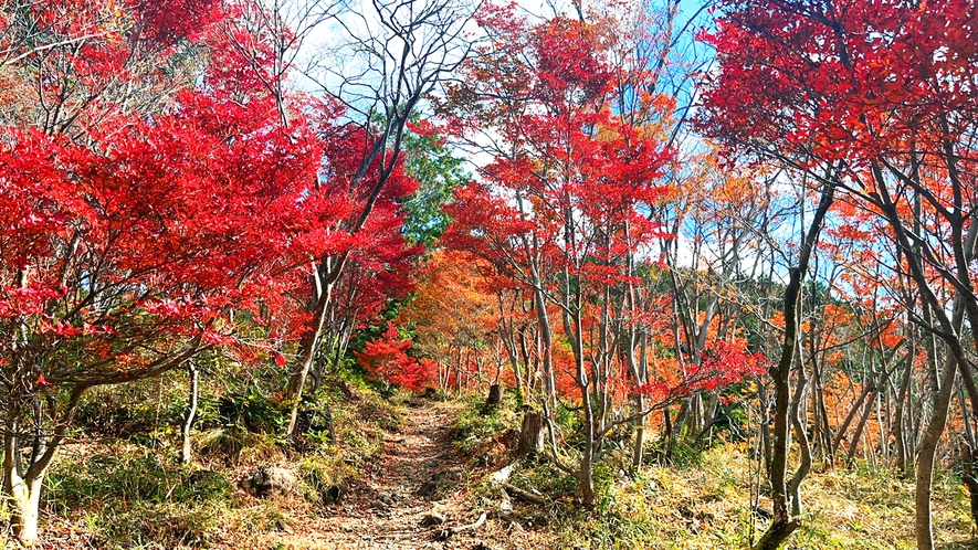 紅葉◆11月中旬～下旬が見ごろを迎えます