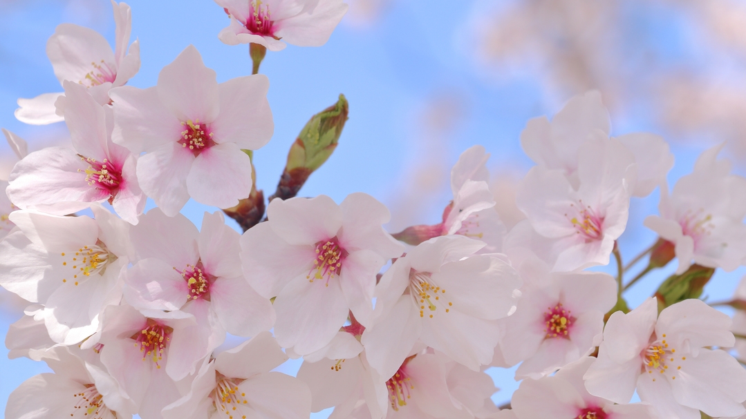 【お花見☆1泊2食付】桜の名所、湊山公園へ行こう♪夕食は日替わり手作り定食
