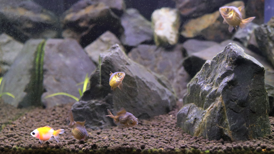 【1泊朝食付】　海辺の朝食付きプラン