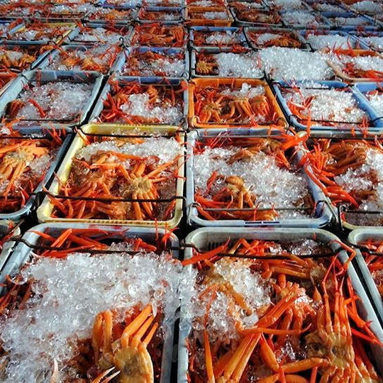 【楽天スーパーSALE】新鮮な香住ガニのお造りが食べられる！《香住かにフルコース》