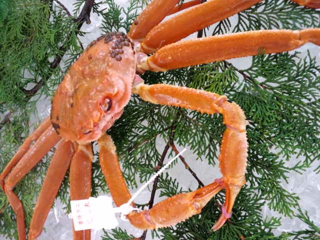 4月〜新鮮な香住ガニのお造りが食べられる！《香住がにフルコース》希少価値のある香住がにを食べ尽す！