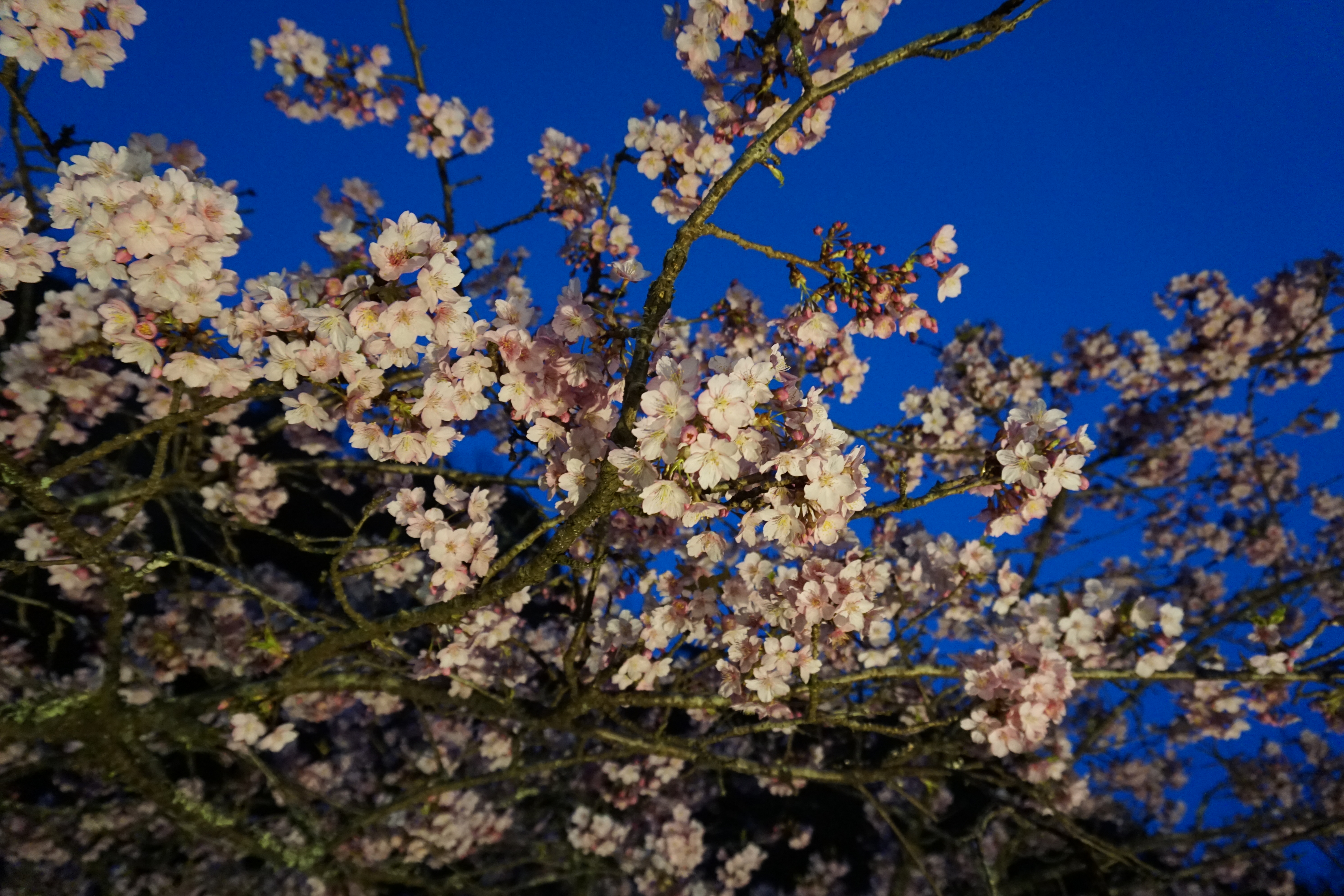 河津桜