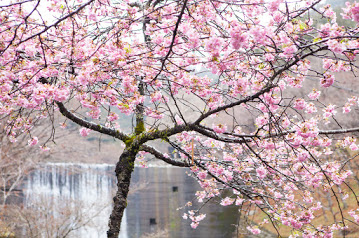 河津桜