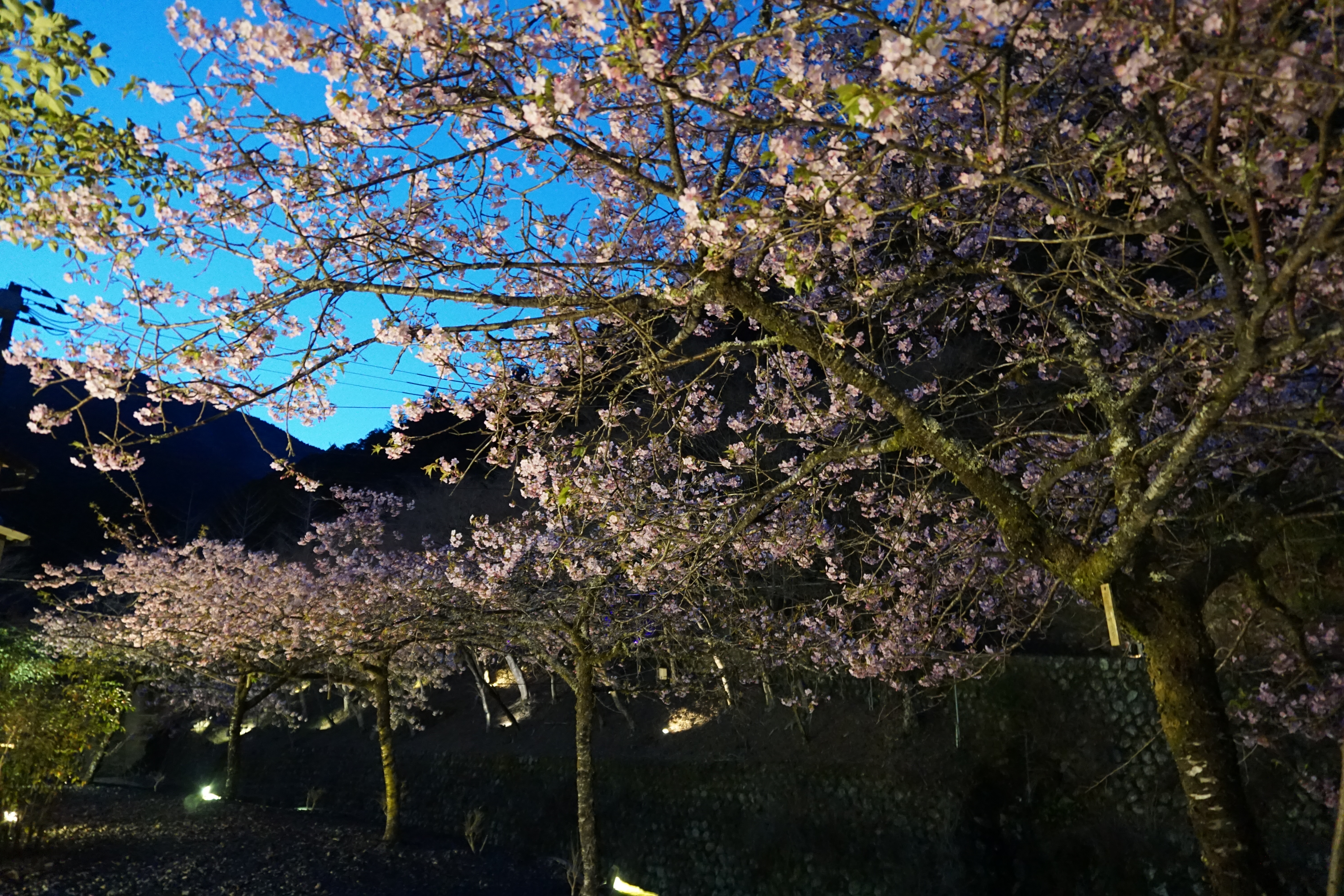 河津桜