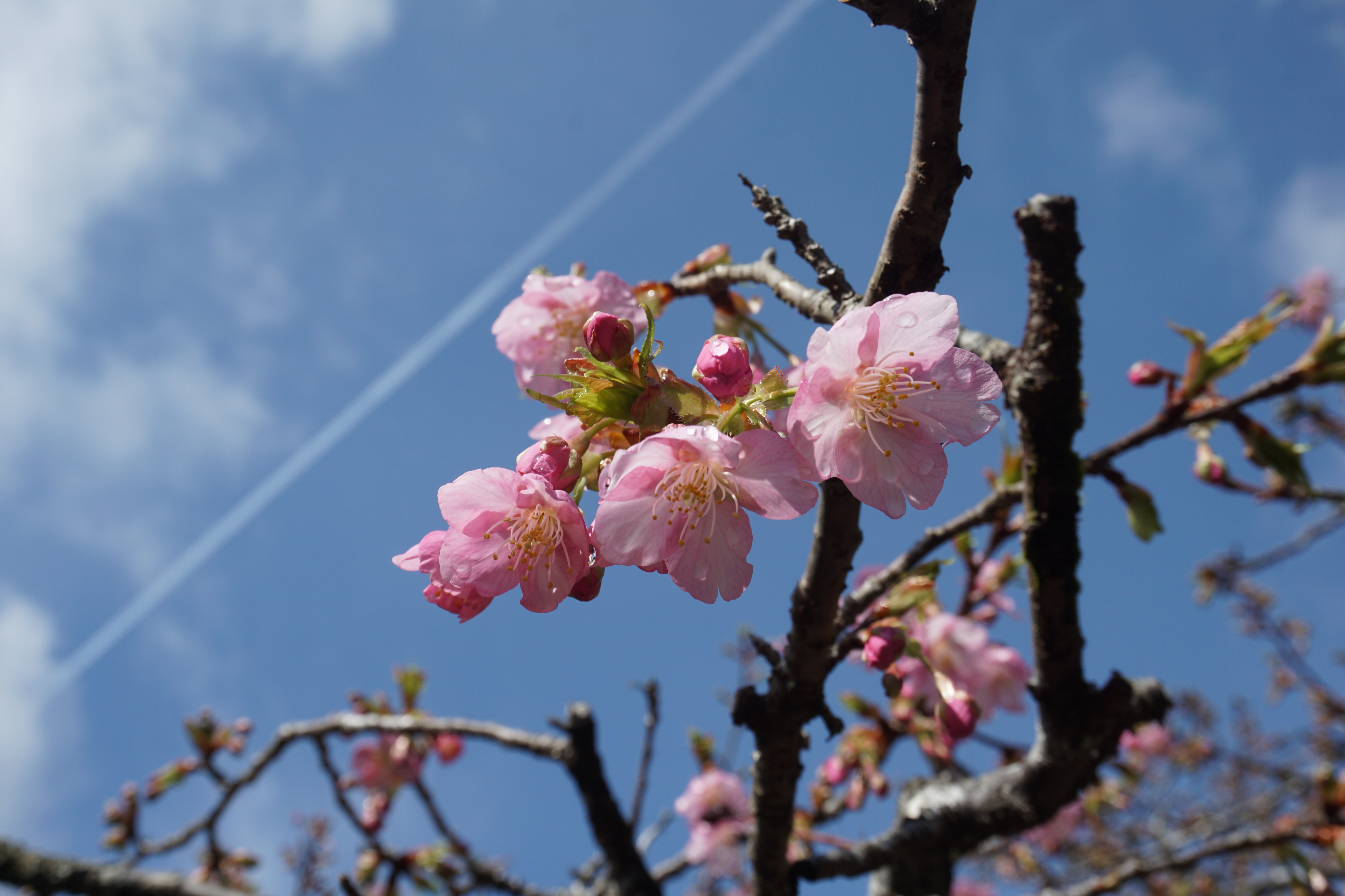 河津桜