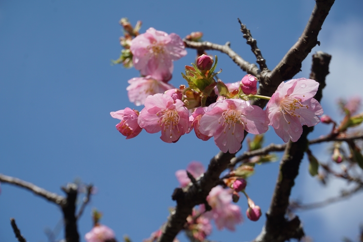 河津桜