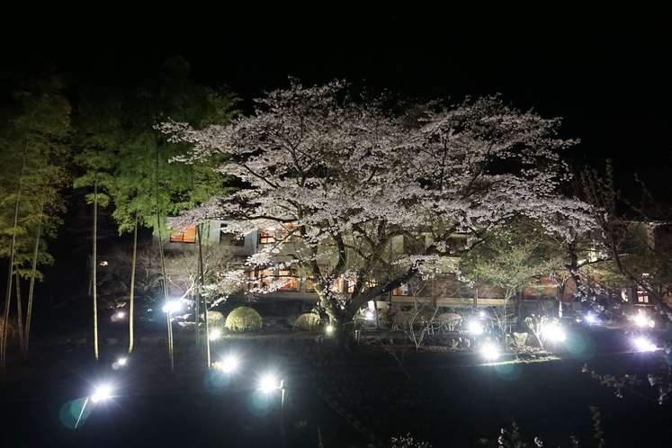 夜桜