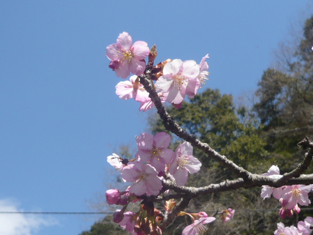 河津桜
