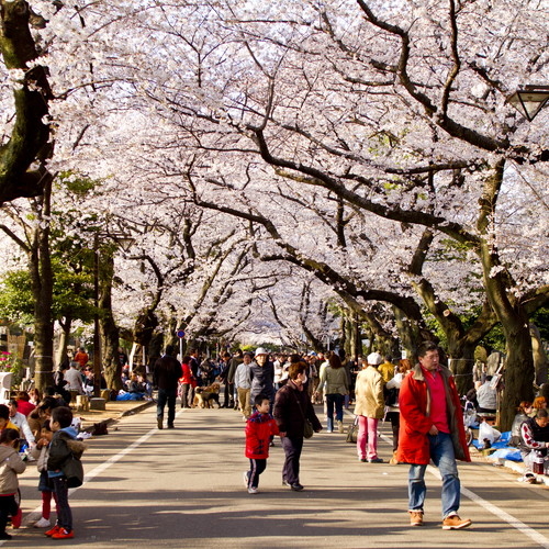 谷中霊園の桜