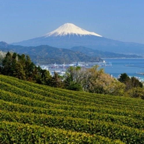 【周辺観光】　イメージ　茶畑と富士山