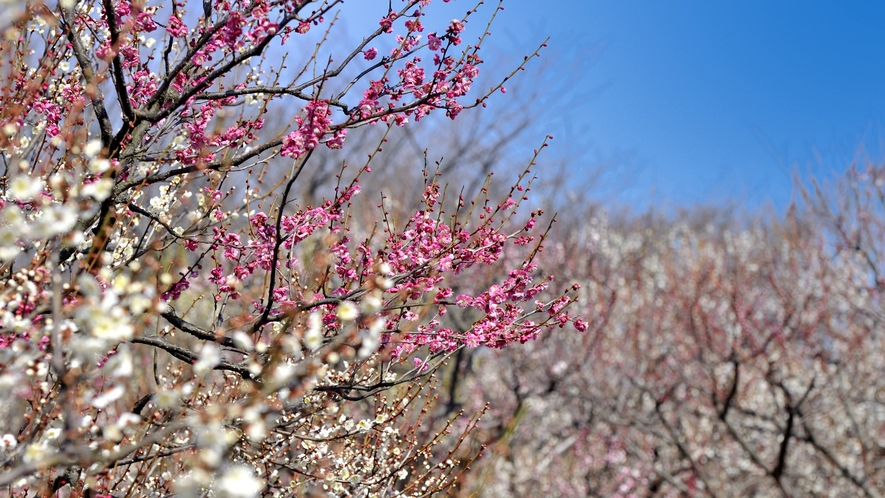 【周辺観光】洞慶院　梅の花