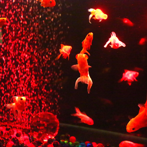 上田屋のキービジュアルでもあるアクアリウム 館内の随所に金魚のモチーフが