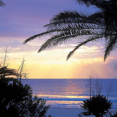 *【下田入田浜】海岸沿いのソテツの並木に南国ムードが漂うビーチ