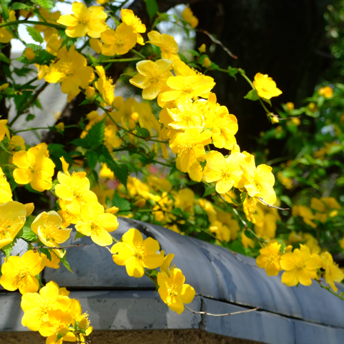 *当館のお庭では季節の花々がお客様をお迎えいたします。