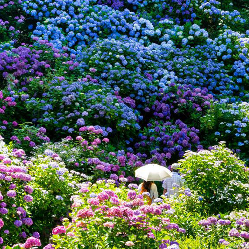 *15万株のあじさいの花々！日本一の規模を誇る下田あじさい祭