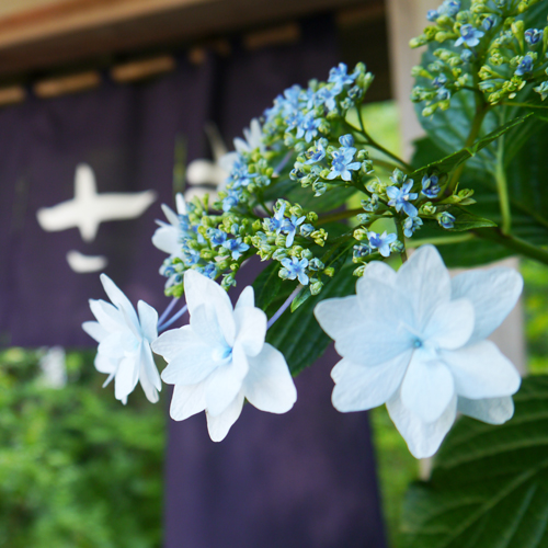 *紫陽花の季節には下田では6月に紫陽花祭りが開催されます。当館入口でも紫陽花がお出迎えいたします。