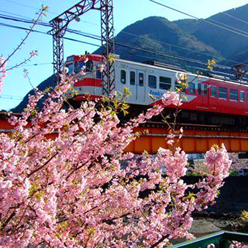 *伊豆の早春の一大イベント『河津桜まつり』は毎年2月上旬から3月上旬頃まで開催！