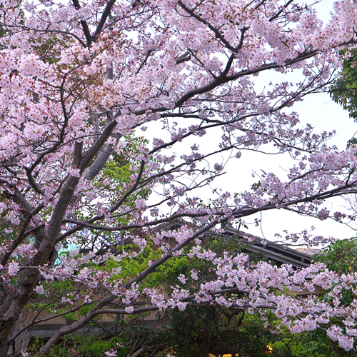 *当館エントランスでは桜の木がお客様のお越しをお迎えいたします。