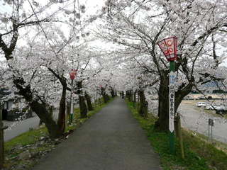 ４月弁天桜（桜のトンネル）