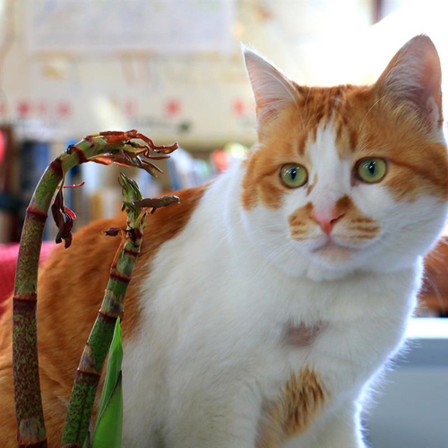 看板猫ニャジラくん♪いつも館内をパトロールしています。見かけたら声をかけてあ