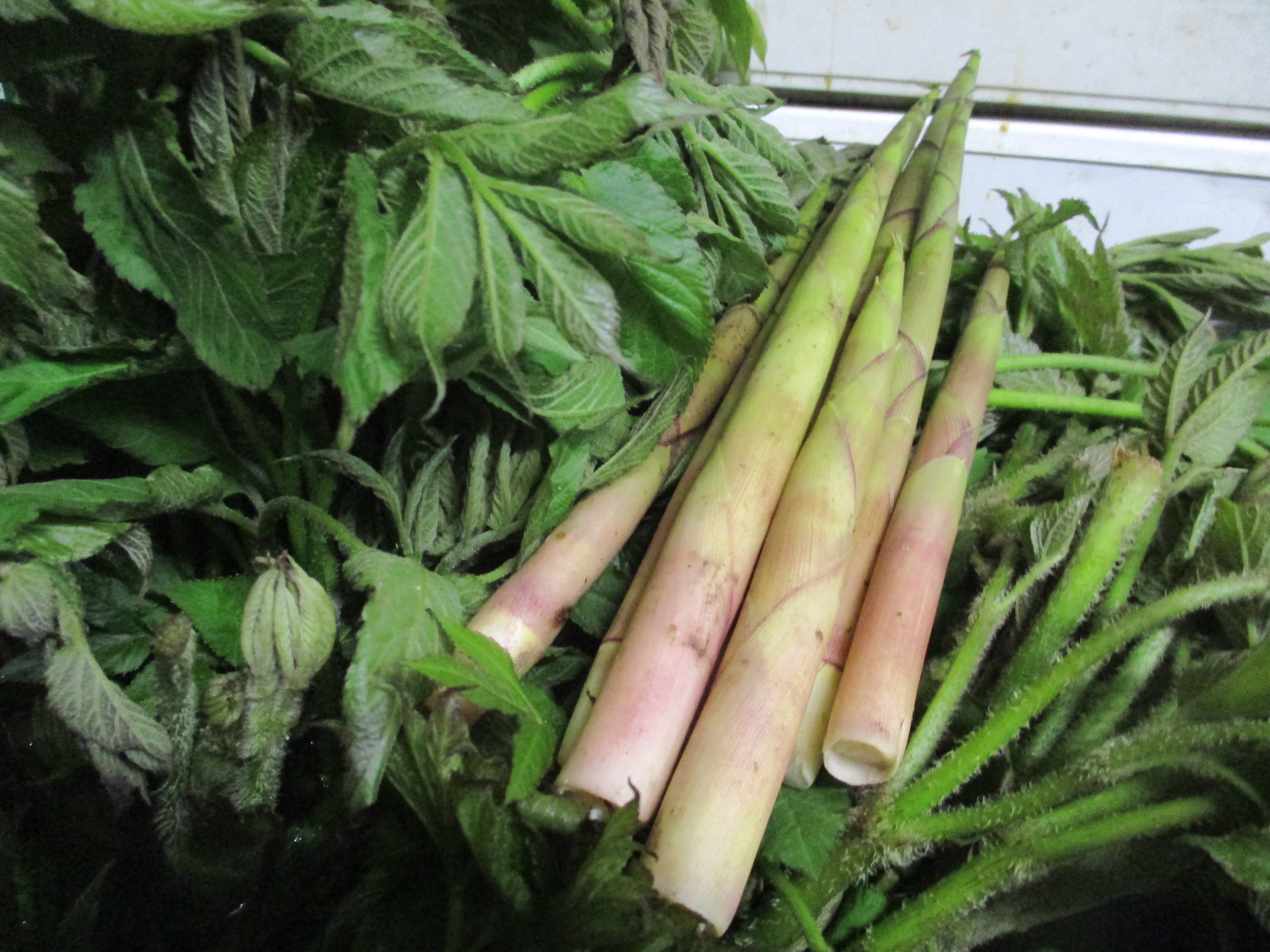 山菜ねまがりたけ・うど