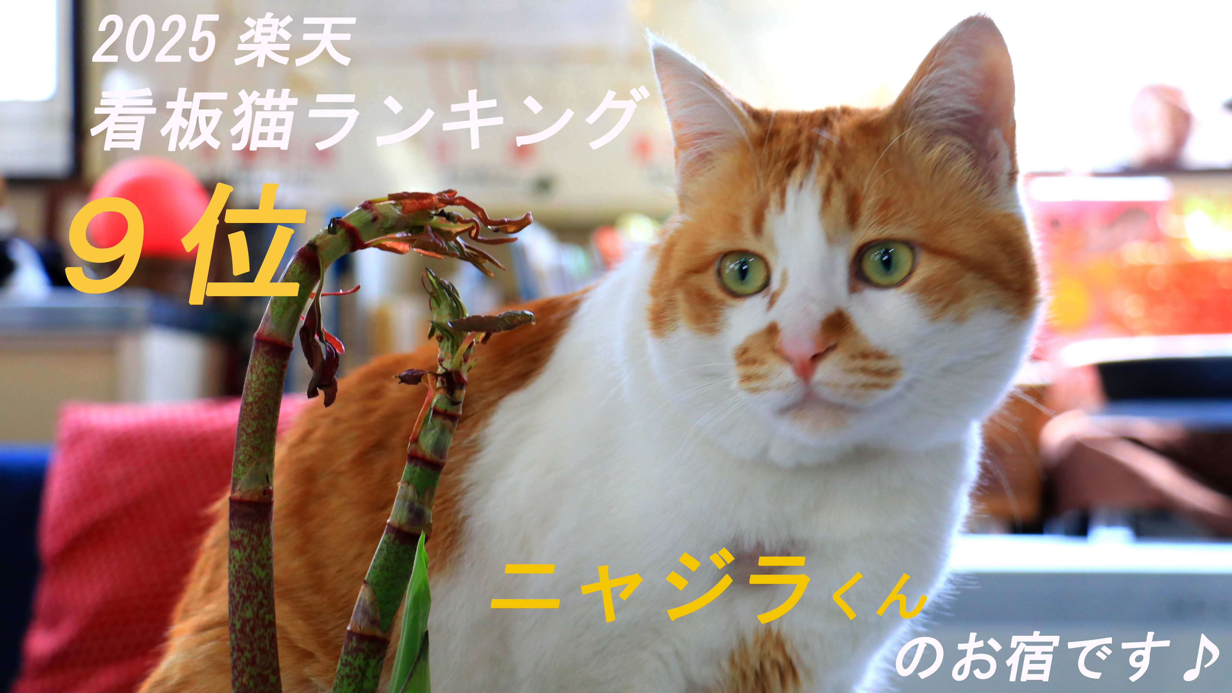 2025看板猫ランキンで9位を獲得！！見事TOP10入りを果たした愛嬌たっぷりのニャジラくんもご来館をお待ちしております♪館内にはニャジラくんのほかに女の子の多良子ちゃんもいるので探してみてくださいね。