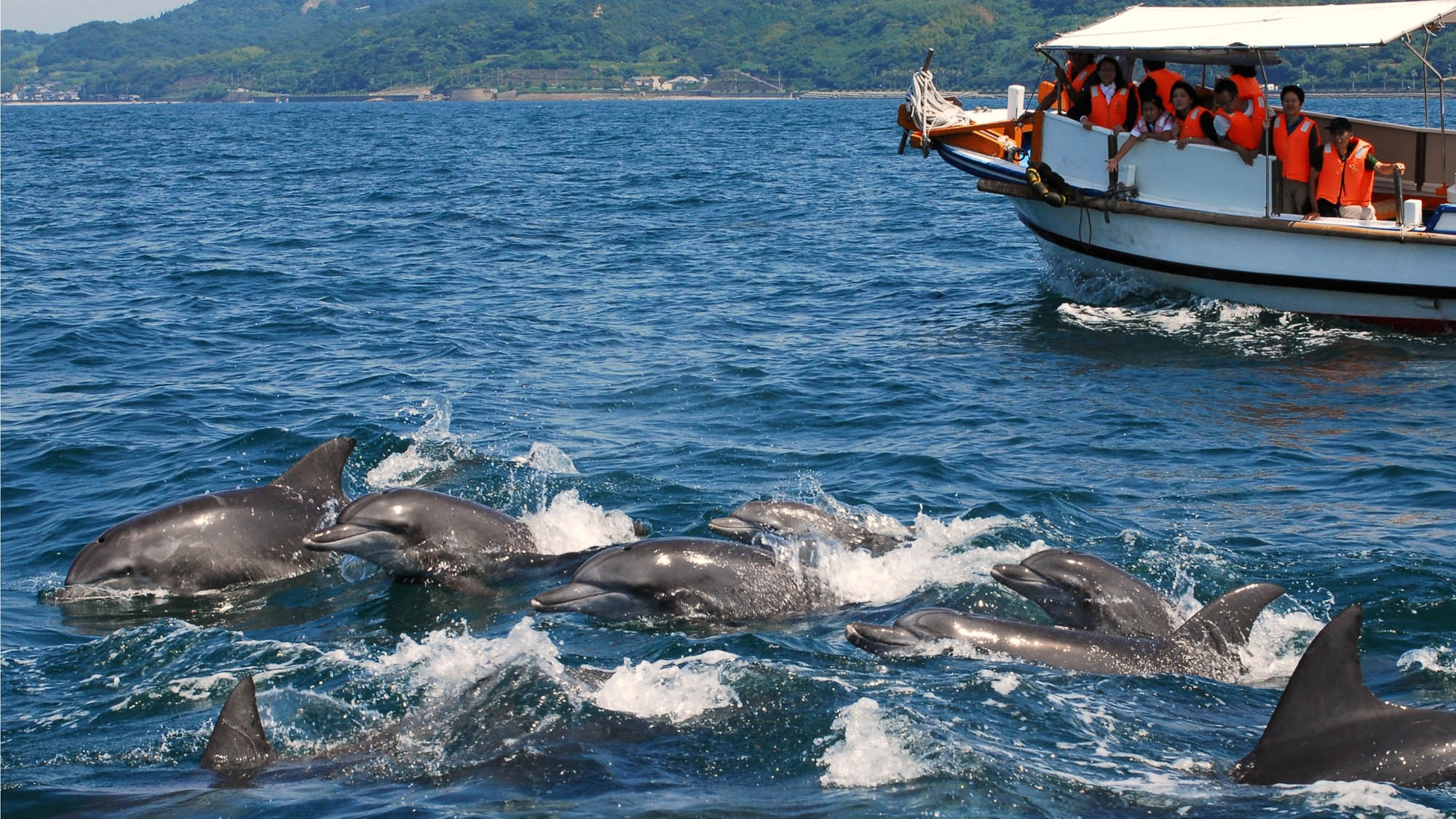 【1泊2食】天草イルカウォッチングと温泉で癒しの時間♪うれしい特典付