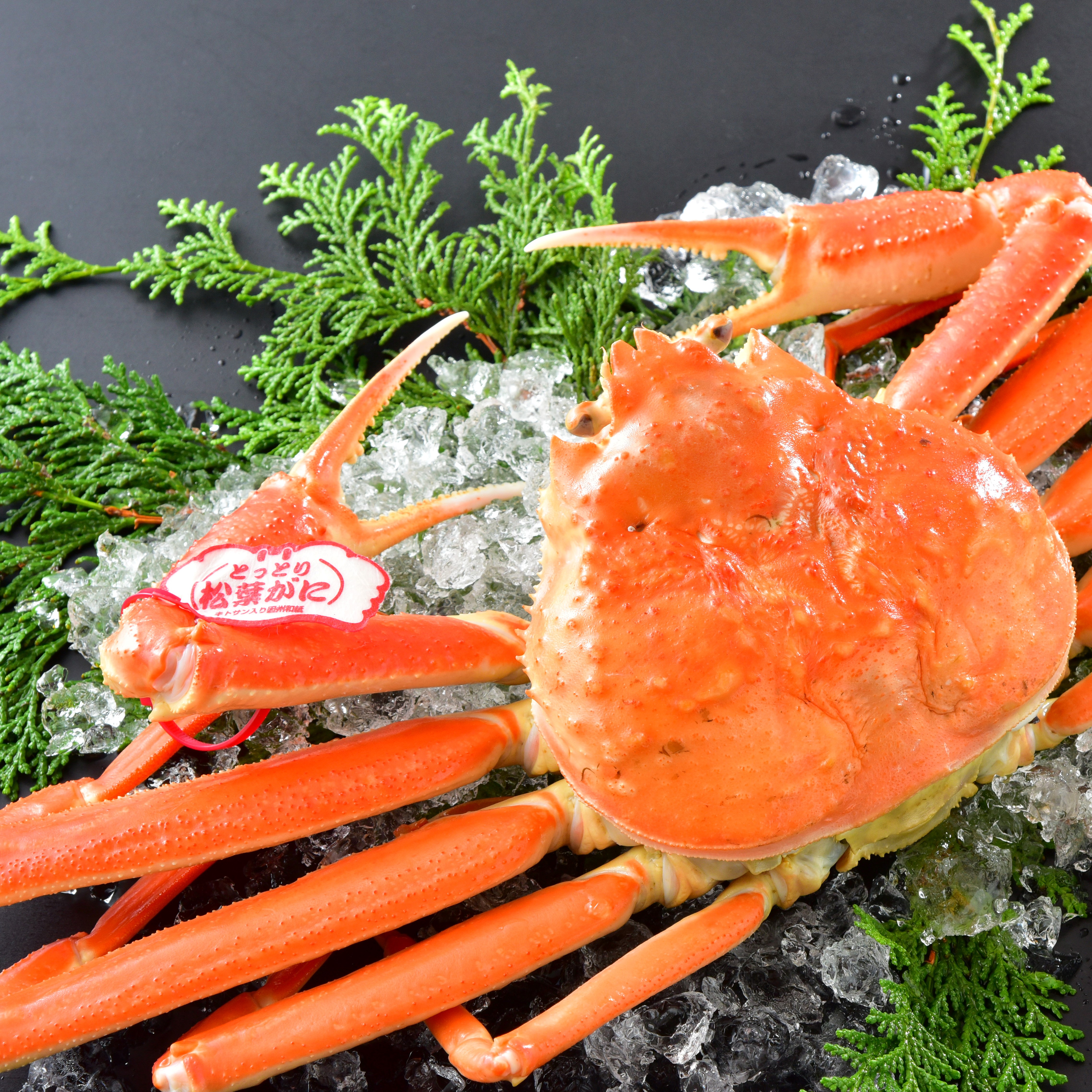 タグ付き茹で松葉がに姿