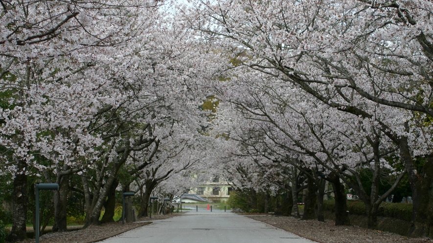 桜１００選にも選出されている鏡野公園