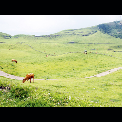 The area around Aso is a treasure trove of nature! You can also see grazing!