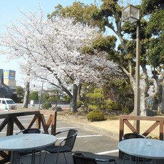 【テラス】のんびりお花見はいかがですか？