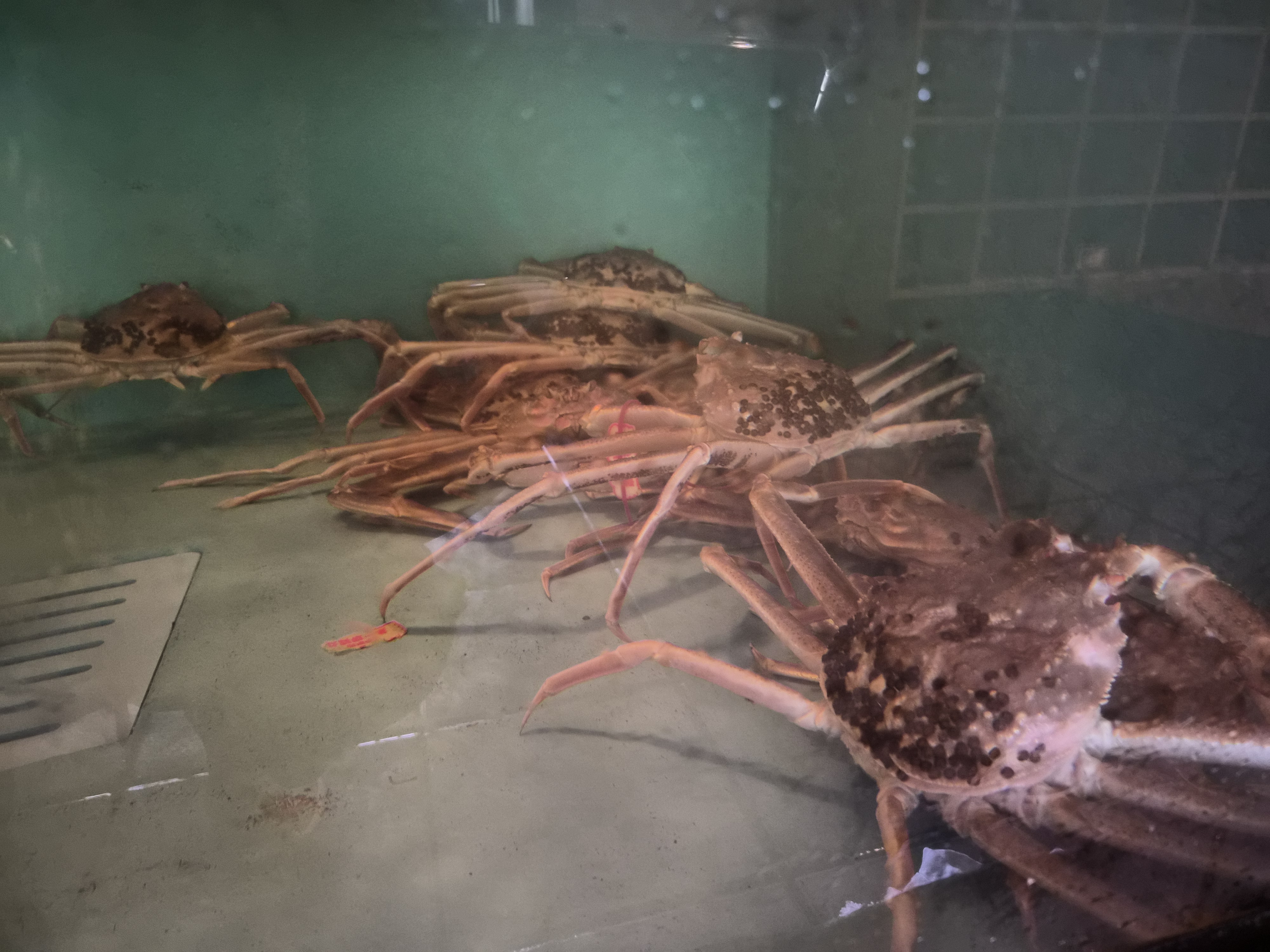 今シーズン最終競りの活松葉がに