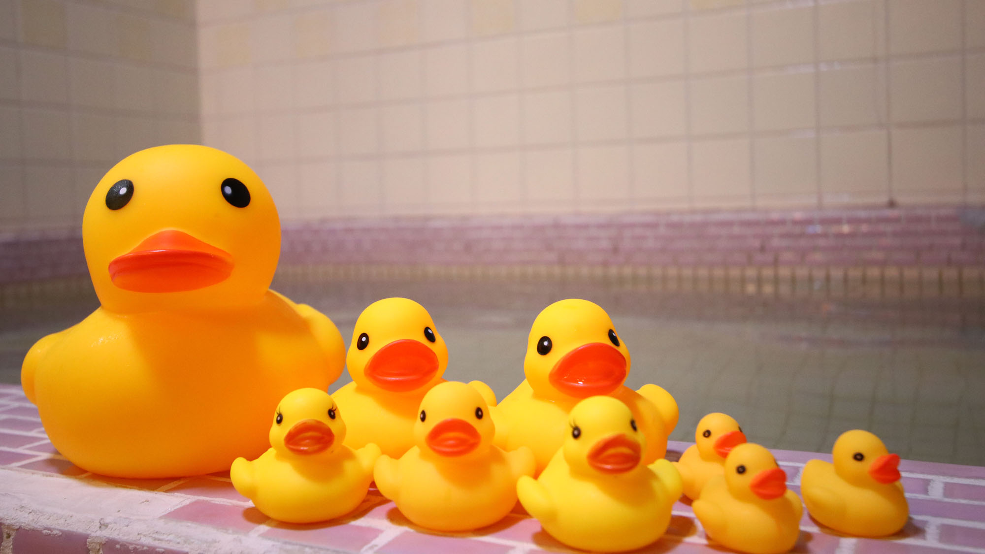 【浴室】アヒルさんと一緒に温まりましょう♪*