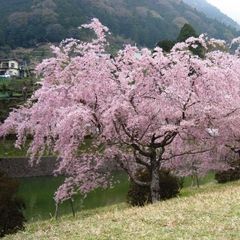 しだれ桜（丹沢湖）