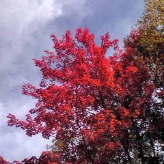 当館から眺められる紅葉