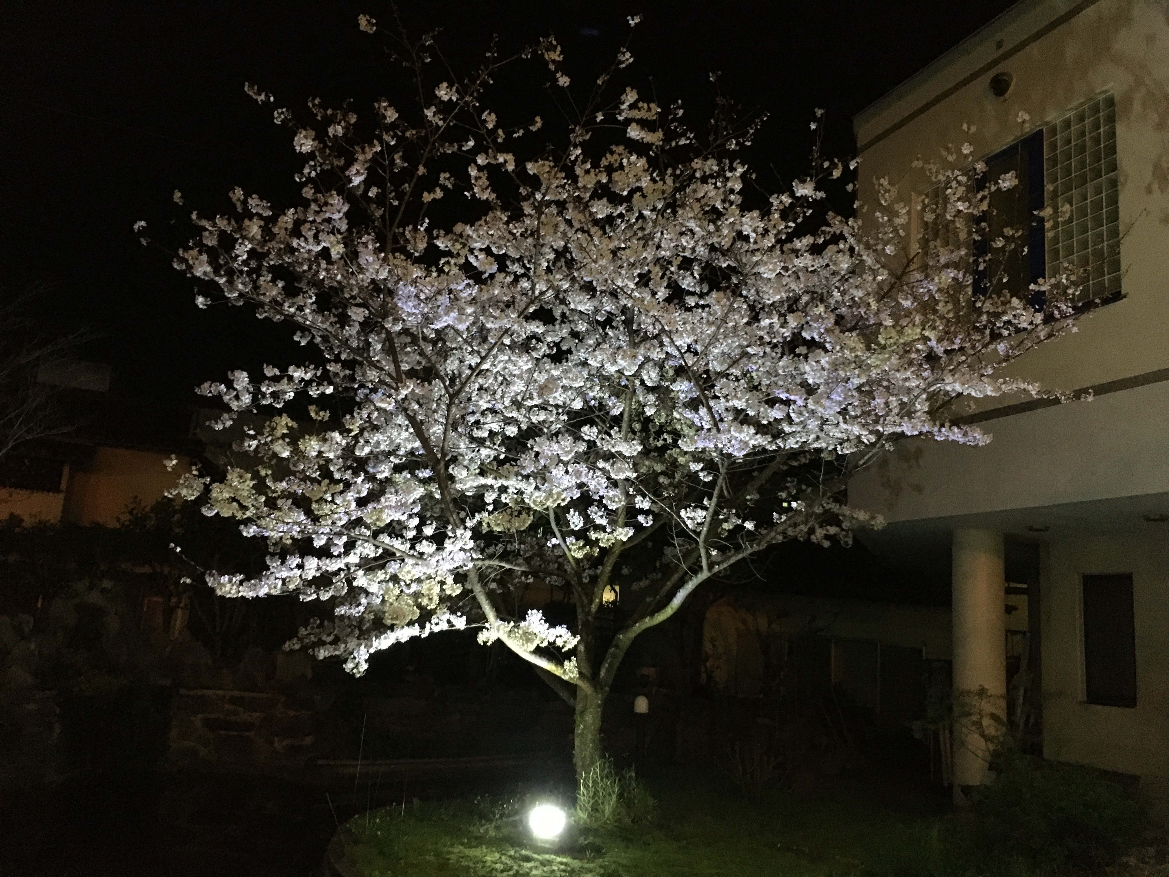 夜桜