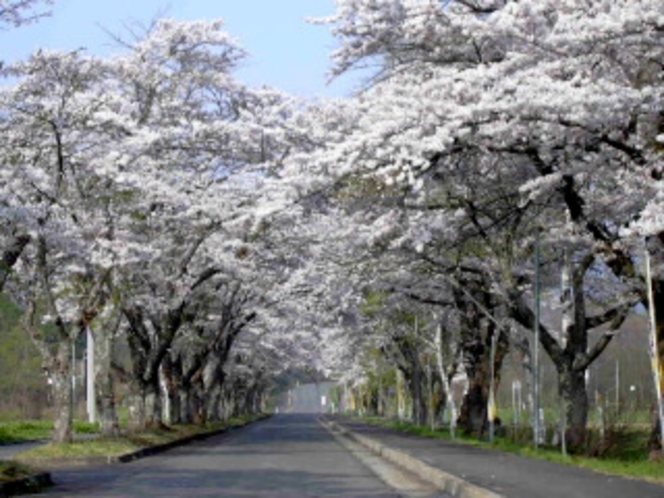 レンガ館近所の桜並木