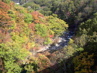 紅葉の森の大橋