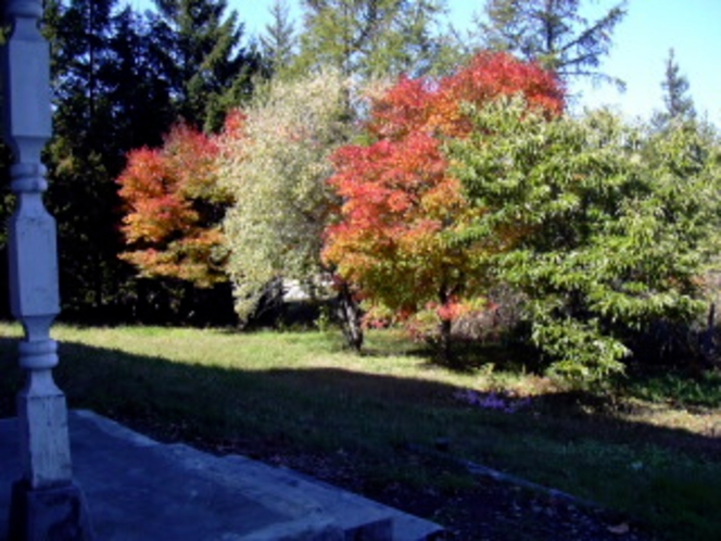 秋の庭で紅葉を楽しむ