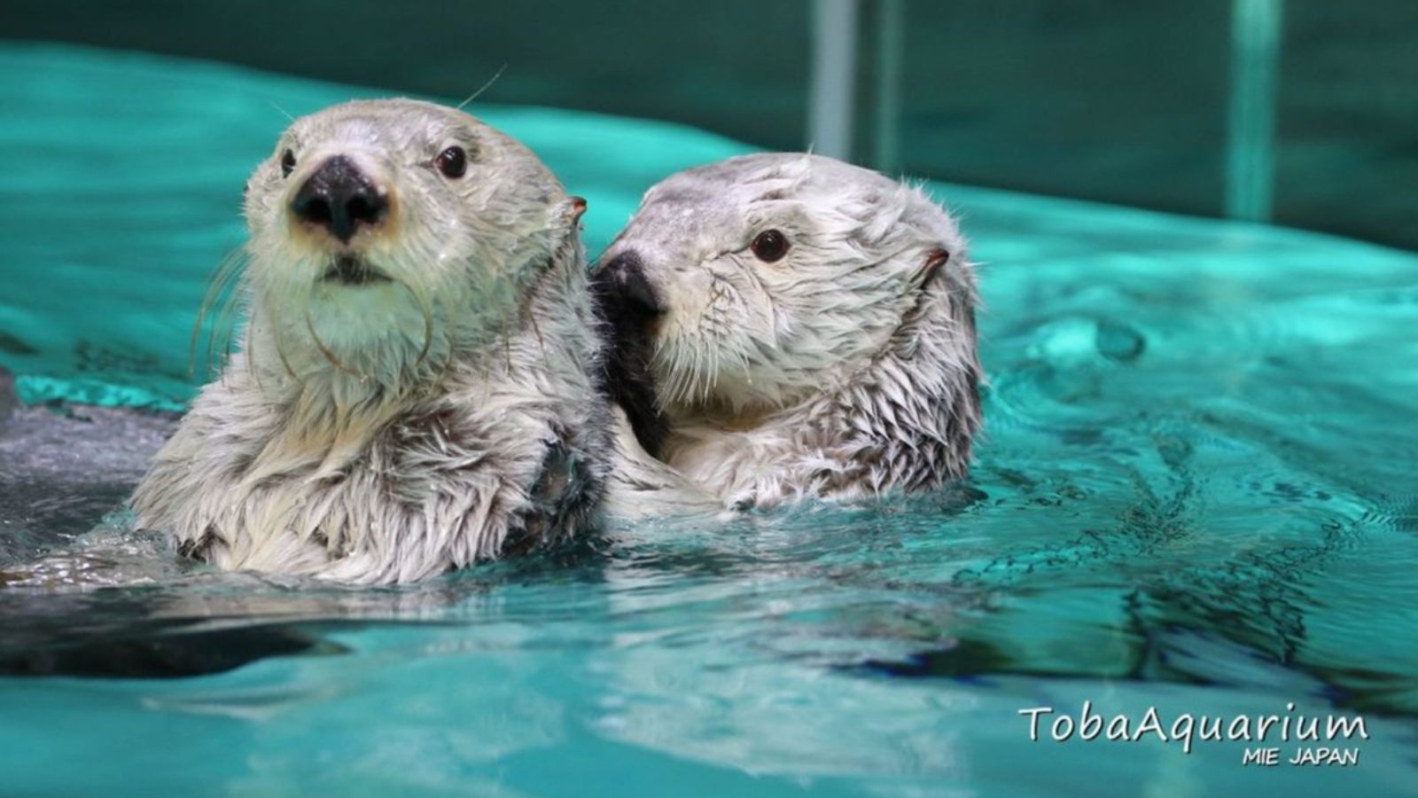 鳥羽水族館