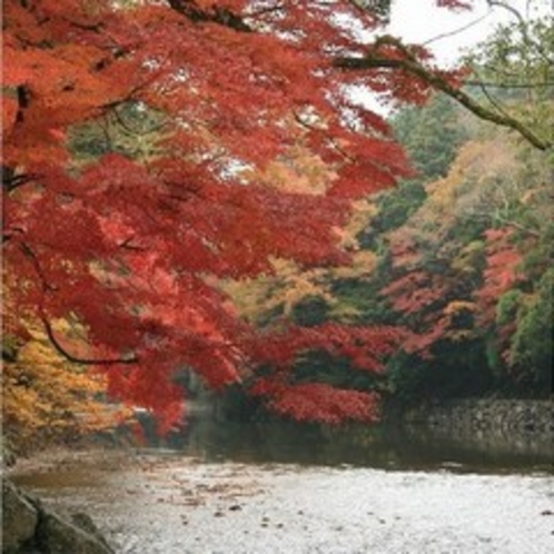 伊勢神宮周辺・五十鈴川沿いの美しい紅葉は11月末が見頃