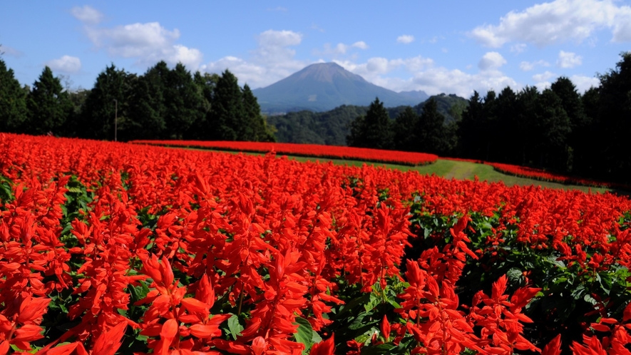 とっとり花回廊