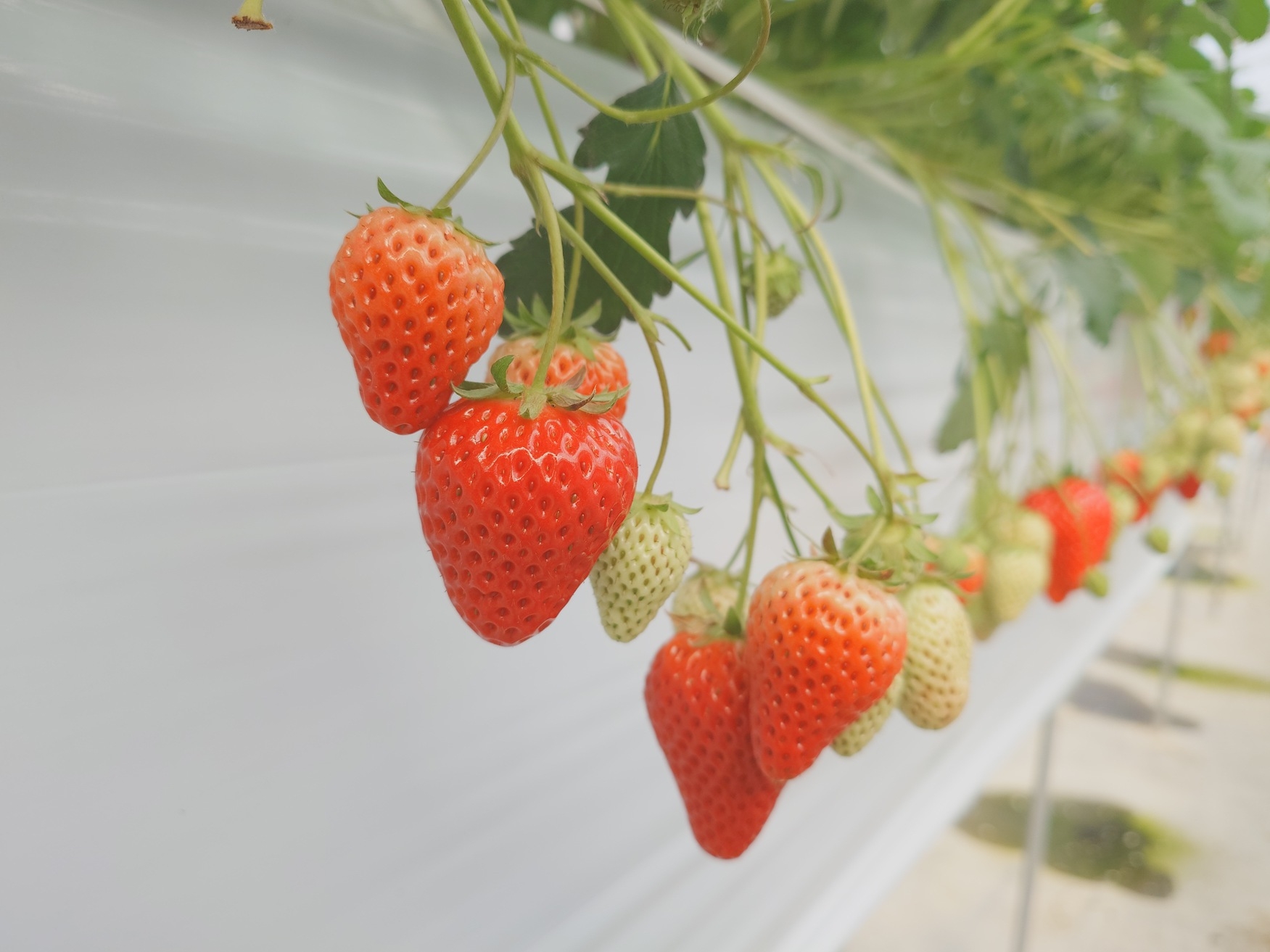 【いちご狩り付】黒潮の新鮮活き盛り海鮮会席膳【二食付き】
